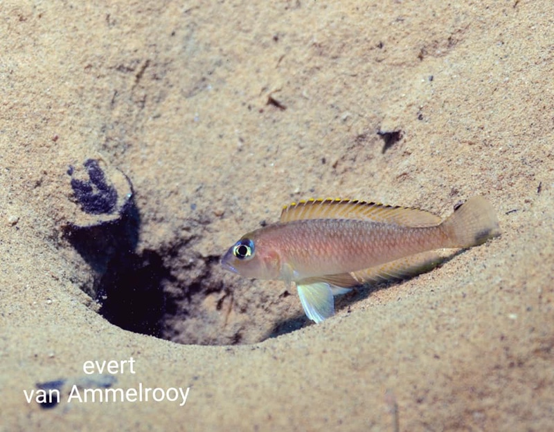 Lamprologus kungweensis 'Gombe NP'